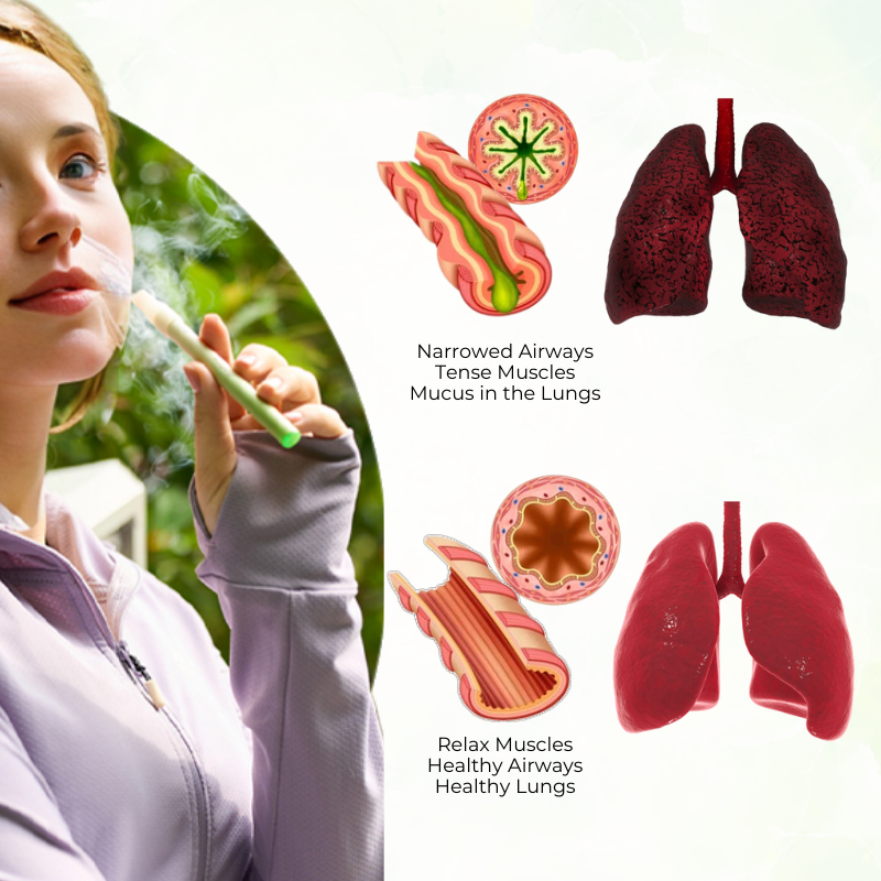 Timilk® HerbaAir Mullein Lung Purifier⭐